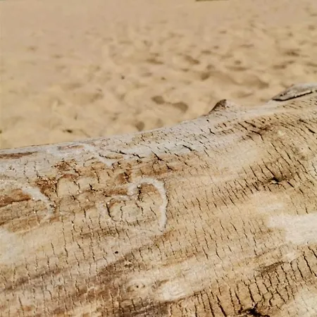 Holiday home 'аз и морето' Krapets (Dobrich)